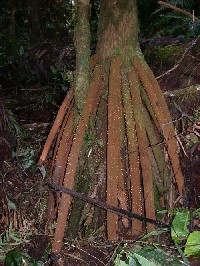 Raices adventicias de la palma Dictyocaryum lamarckianum