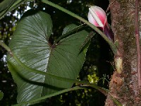 Philodendron ornatum (Araceae)