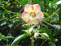 Symbolanthus calygonus (Gentianaceae)