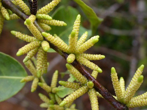 Inflorescencias de Lacistema aggregatum (Lacistemataceae)