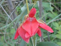 Inflorescencia de Collaea speciosa (Fabaceae)