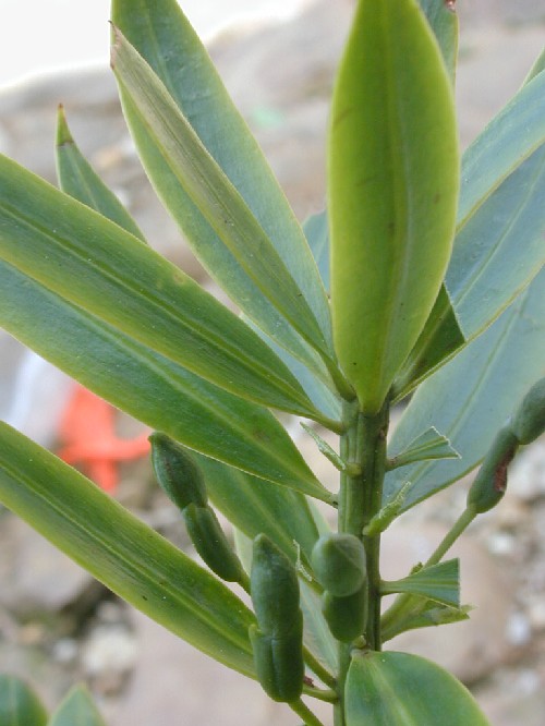 Rama con frutos inmaduros de Podocarpus oleifolius (Podocarpaceae)