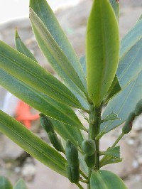 Rama con frutos inmaduros de Podocarpus oleifolius (Podocarpaceae)