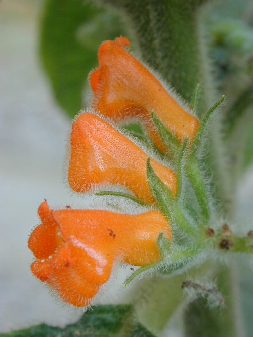 Flores de Bessleria sprucei (Gesneriaceae)