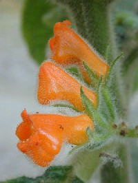 Flores de Bessleria sprucei (Gesneriaceae)