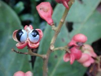 Frutos de Matayba steinbachii (Sapindaceae)