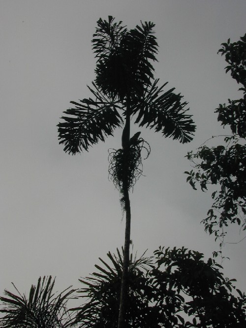 Socratea exorrhiza (Arecaceae)