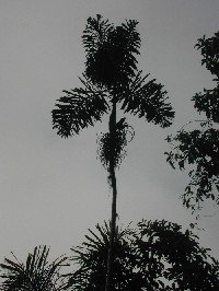 Socratea exorrhiza (Arecaceae)