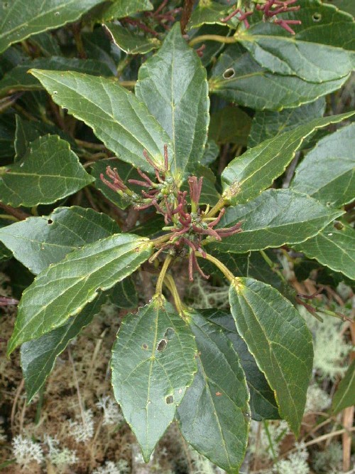 Rama con flores femeninas de Alchornea grandiflora (Euphorbiaceae)