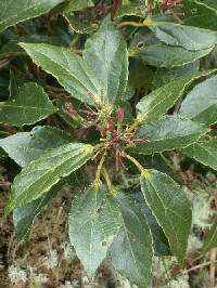 Rama con flores femeninas de Alchornea grandiflora (Euphorbiaceae)