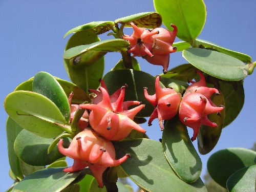 Clusia sp. (Clusiaceae)