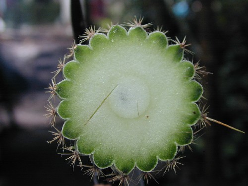 Cleistocactus (Cactaceae)