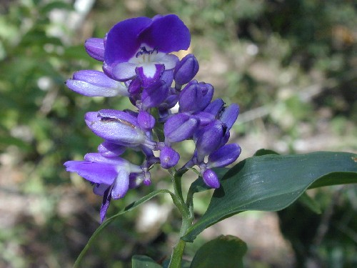 Dichorisandra (Commelinaceae)