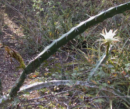 Cactaceae