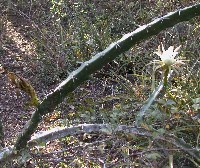 Cactaceae