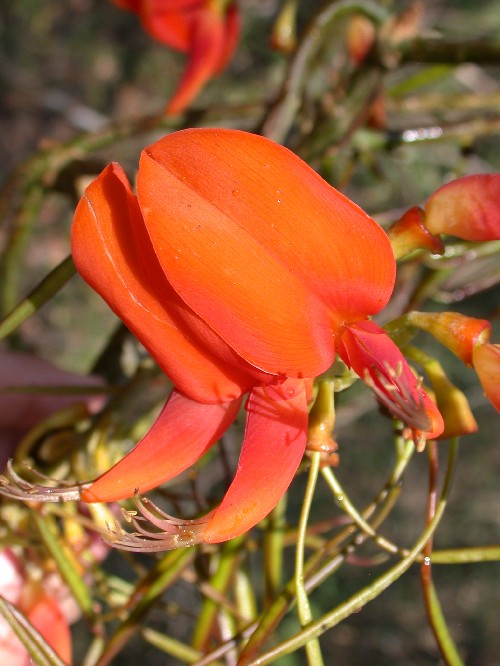 Erythrina poeppigiana (Fabaceae)