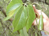 Siolmatra brasiliensis (Cucurbitaceae)