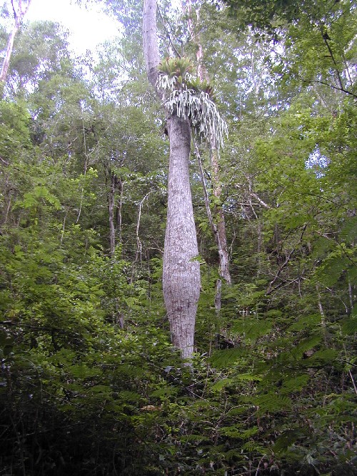 Ceiba speciosa (Bombacaceae)