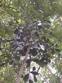 Opuntia brasiliensis (Cactaceae)