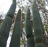 Cactacea