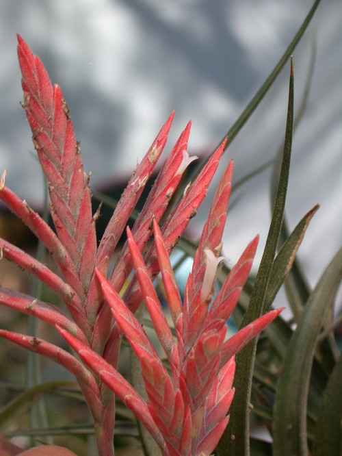 Tillandsia (Bromeliaceae)