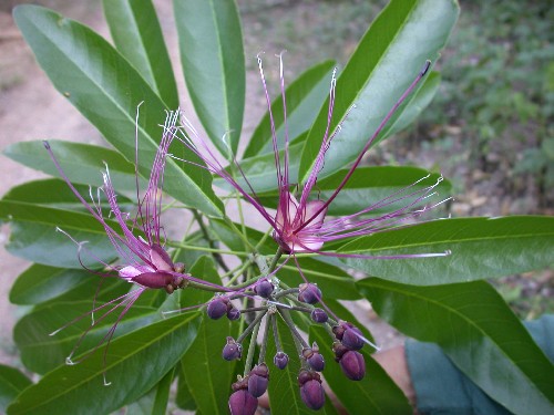 Capparis coimbrana (Capparaceae)