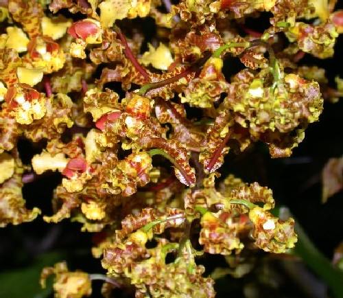 Cyrtopodium paniculatum (Orchidaceae)