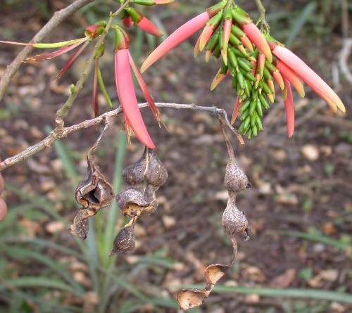 Erythrina amazonica (Fabaceae)