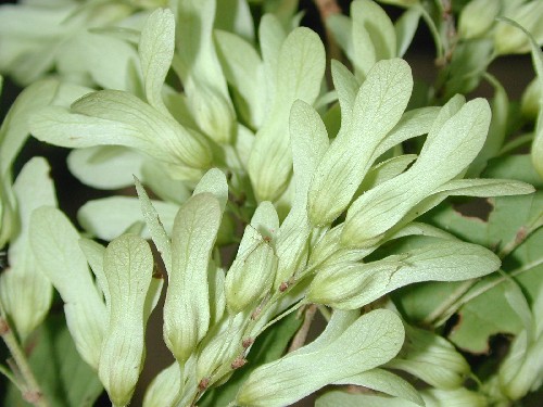 Ruprechtia apetala (Polygonaceae)