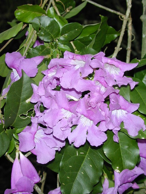 Mansoa difficilis (Bignoniaceae)