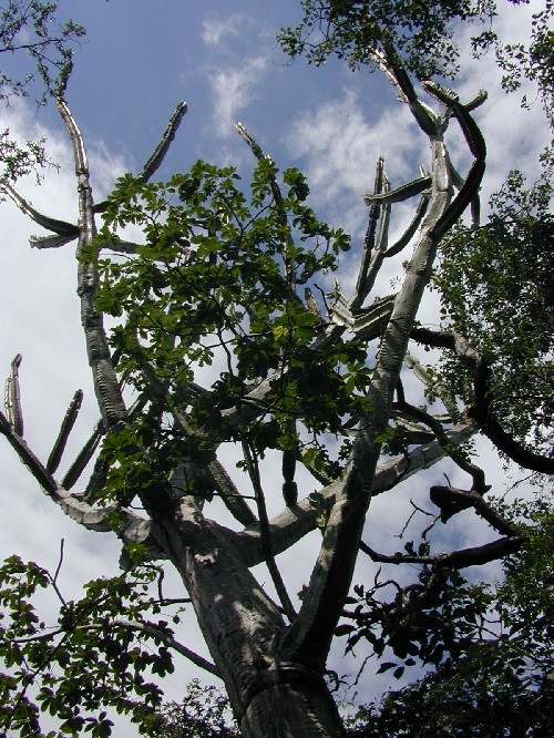 Cereus (Cactaceae)