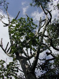 Cereus (Cactaceae)