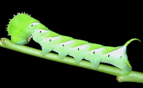 Larva de mariposa (Familia Papilionidae)