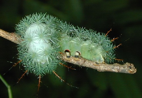 Larva de mariposa (Familia Saturnidae)