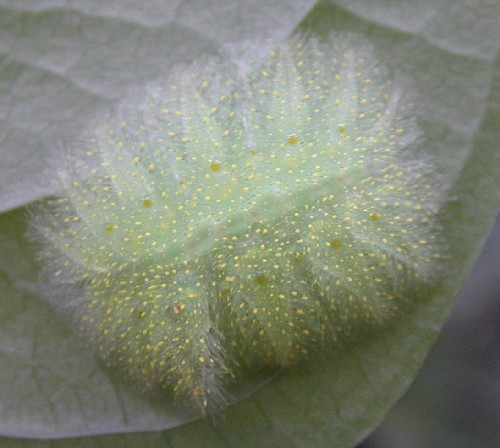 Larva de mariposa (Familia Noctuidae)