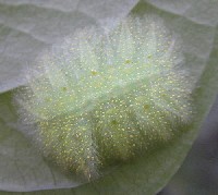 Larva de mariposa (Familia Noctuidae)