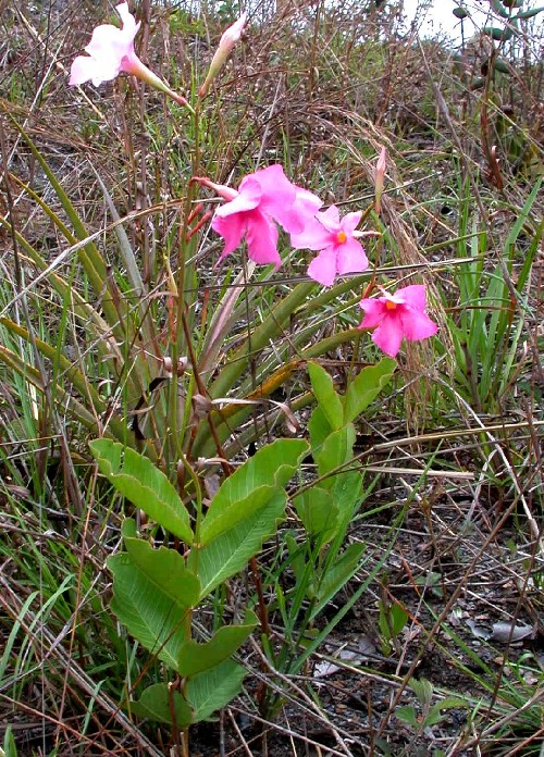 Mandevilla (Apocynaceae)