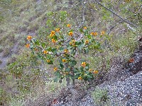 Palicourea rigida (Rubiaceae)