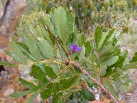 Bowdichia virgilioides (Fabaceae)
