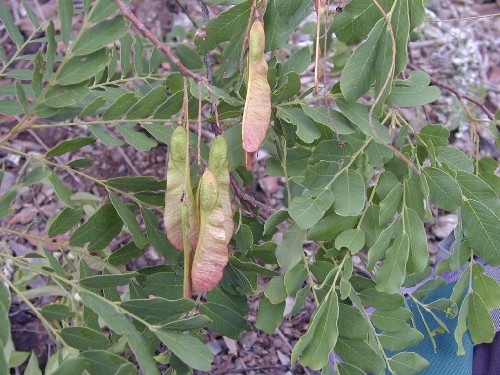 Sweetia fruticosa (Fabaceae)