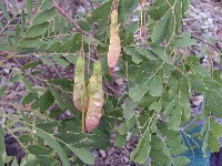 Sweetia fruticosa (Fabaceae)