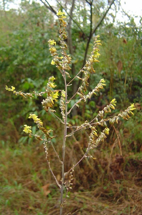 Fosterella (Bromeliaceae)