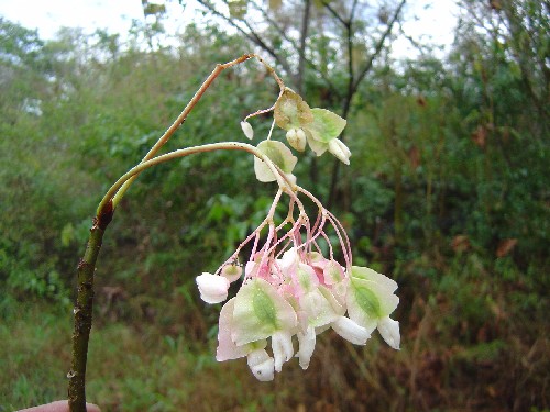 Begonia (Begoniaceae)