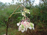 Begonia (Begoniaceae)