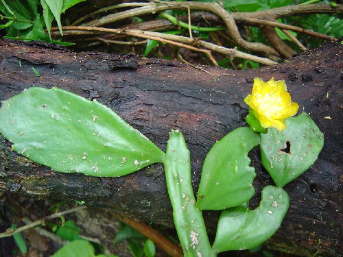 Opuntia (Cactaceae)