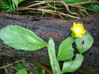 Opuntia (Cactaceae)