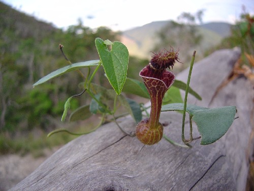 Aristolochia chiquitensis (Aristolochiaceae)