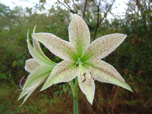 Amaryllis (Amaryllidaceae)