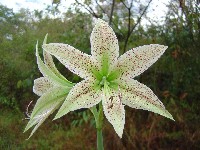 Amaryllis (Amaryllidaceae)