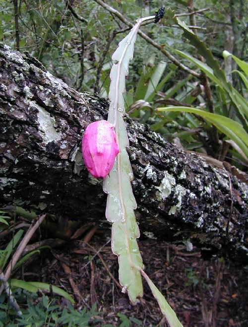 Epiphyllum phyllanthus (Cactaceae)